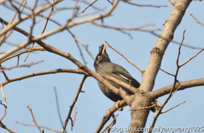 谁爱吃柿子?(八哥) 谁爱吃柿子?(八哥)