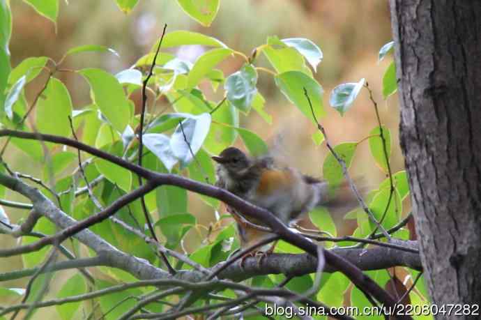 151.圣诞节送上12月份拍新鸟