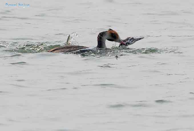 颐和园的凤头 颐和园的凤头