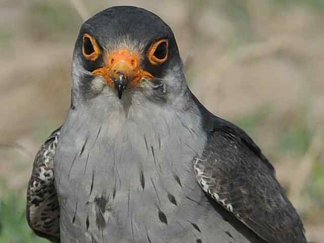 阿穆尔隼咏叹 阿穆尔隼咏叹