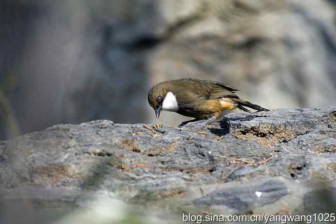 北京又现新品种(白喉噪鹛) wbr3