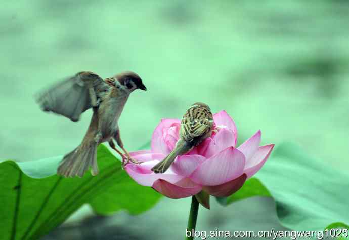 雀与荷 wbr4 雀与荷 wbr4