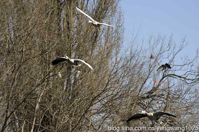 初春斑头雁