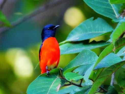 美丽无罪：雀鸟之山椒鸟