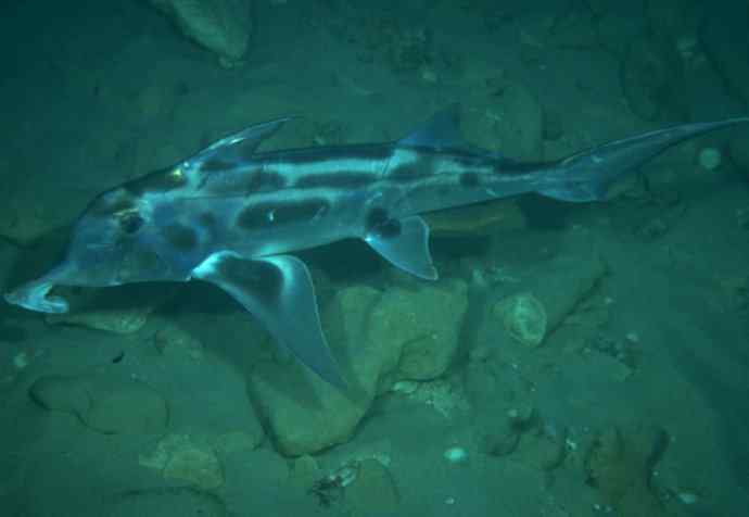 鱼类活化石：叶吻银鲛