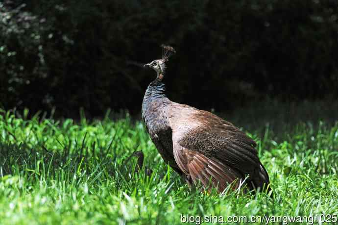 母与子（蓝孔雀）