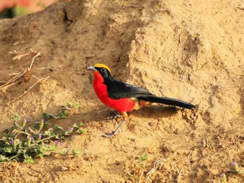 美丽无罪：雀鸟之丛伯劳