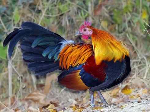 凤凰：传说的鸟原型探秘（原鸡）