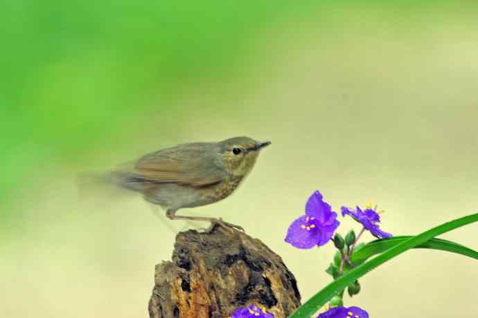 雌性蓝歌鸲与紫露草（3）
