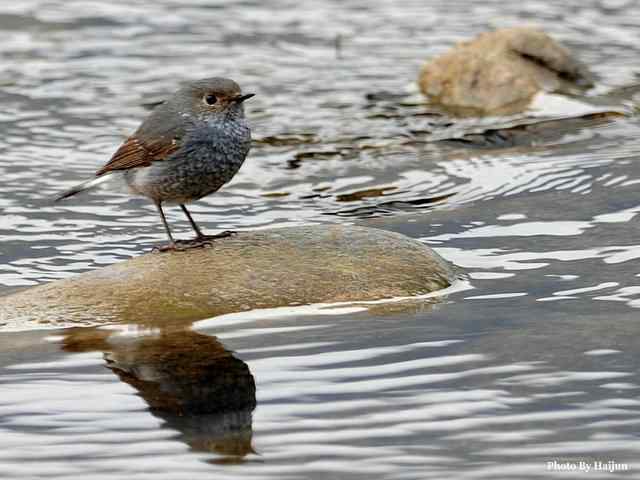 十渡的鸟儿看过来