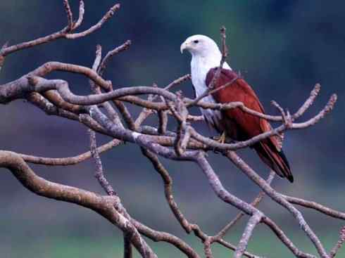 白头鸟系列:另类的美丽12 白头鸟系列:另类的美丽12