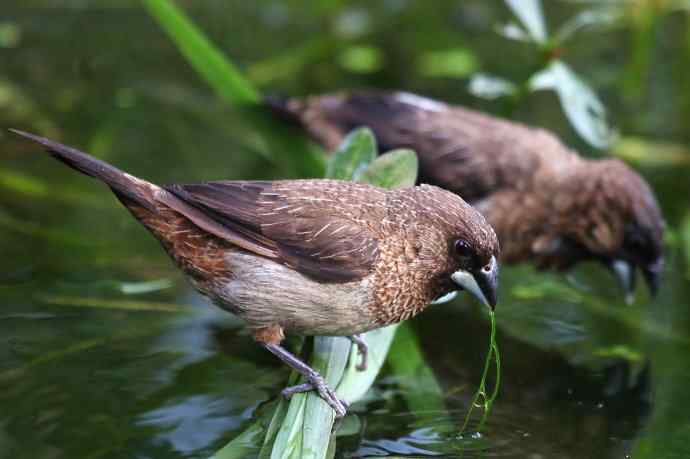 摄鸟拾趣 wbr wbr白腰文鸟（二）