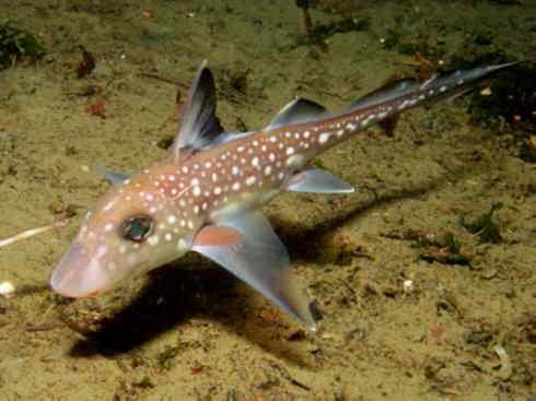 鱼类活化石：银鲛