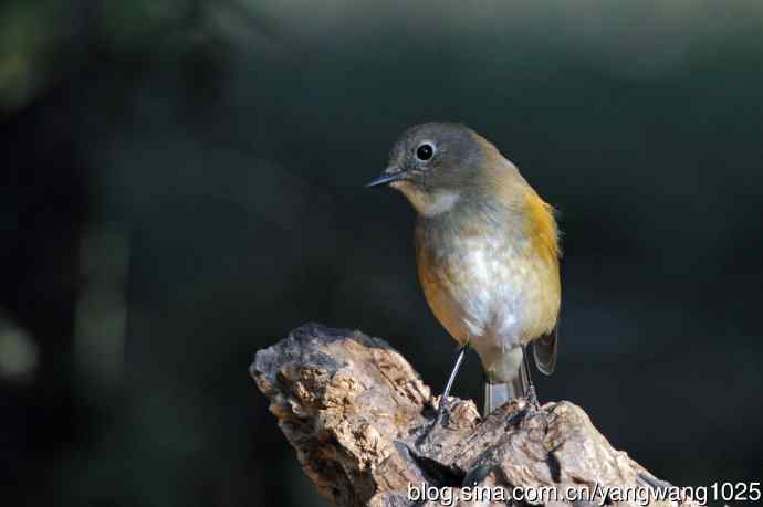 雌性红胁蓝尾鸲（73）