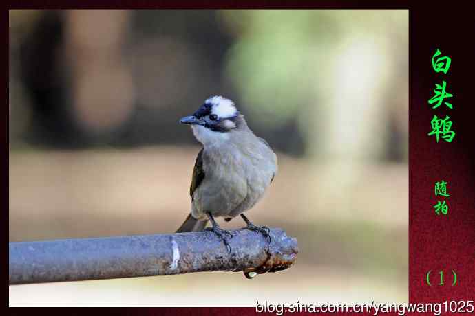北京天坛公园的鸟类——白头鹎（随拍）1