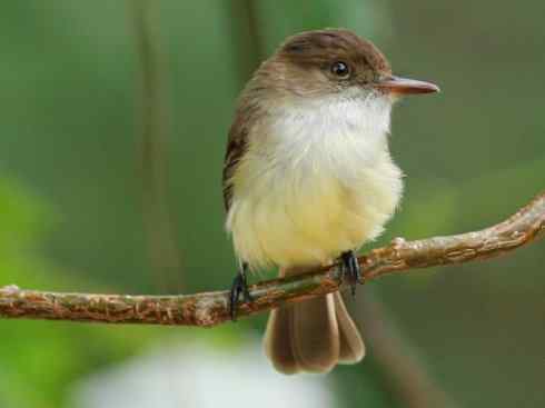 极品红色鸟类:朱红霸鶲 极品红色鸟类:朱红霸鶲