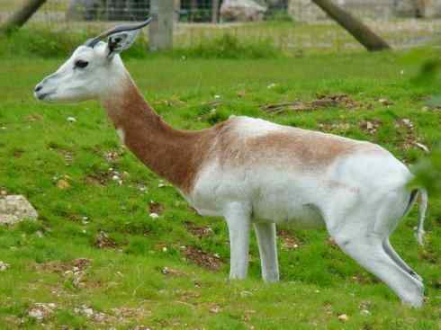 麒麟：传说的兽原型探秘（鹿羚）