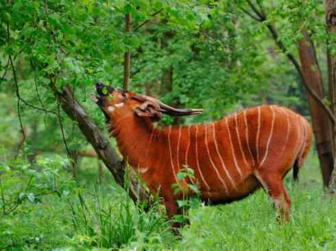 麒麟:传说的兽原型探秘(紫羚)