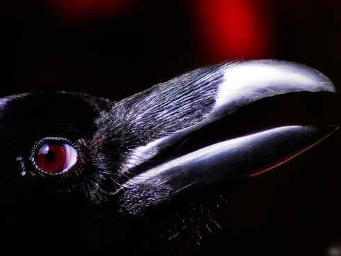 猎奇:奇特的鸟喙之四 猎奇:奇特的鸟喙之四