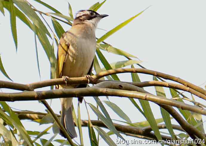 白头鹎的快乐生活(玉渊潭)