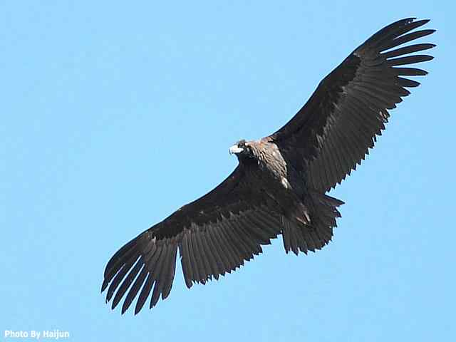 峡谷中 wbr. wbr沐浴阳光的秃鹫