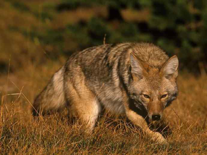 犬科:犬亚科犬属之郊狼、红狼 犬科:犬亚科犬属之郊狼、红狼