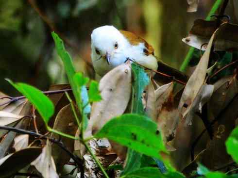 白头鸟系列：另类的美丽3