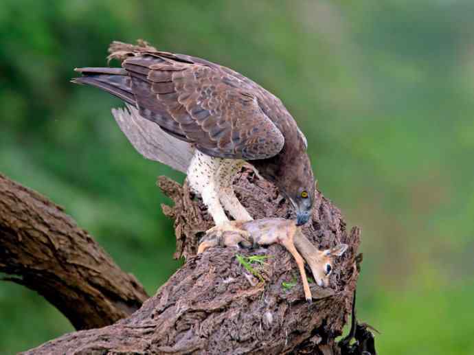 犬科：薮犬亚科非洲野犬属之非洲野犬