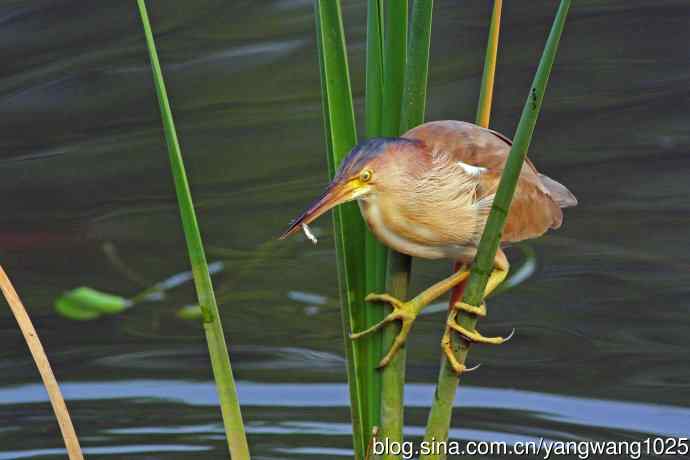 北京将府公园的鸟类——黄苇鳽专心致志