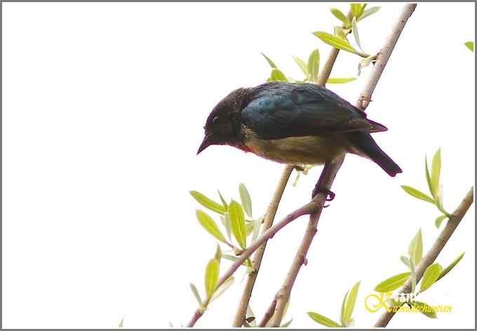 三天守候一只鸟【照片】