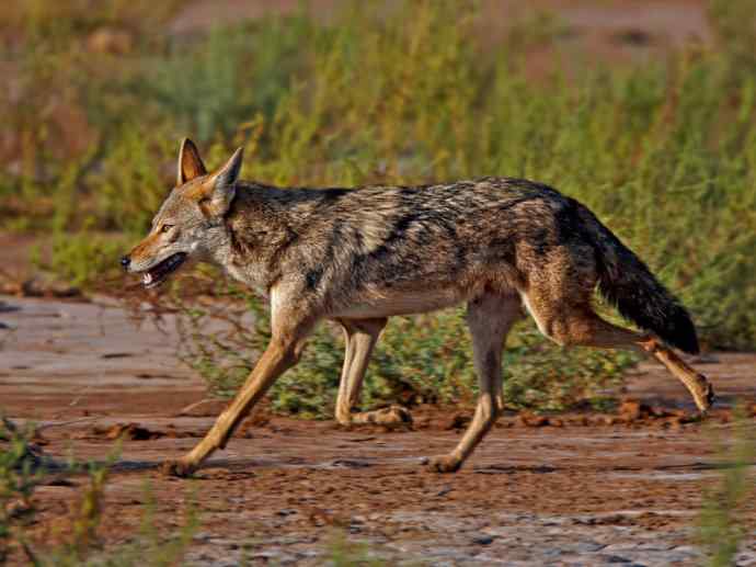 犬科：犬亚科犬属之金豺、黑背豺（胡狼类）