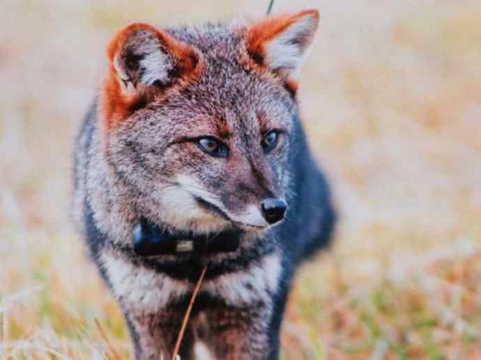 犬科：狐亚科伪狐属之阿根廷狐、山狐、达尔文狐