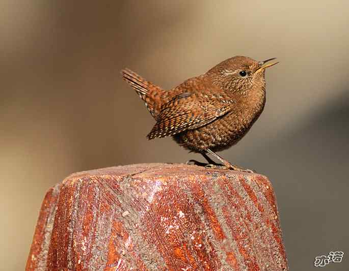 北京植物园&nbsp;wbr路&nbsp;wbr鹪（jiao）鹩（liao）