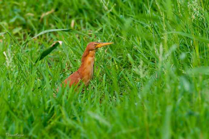 捉泥鳅的栗苇鳽