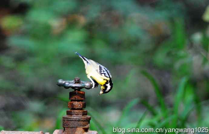 黄腹山雀（13）