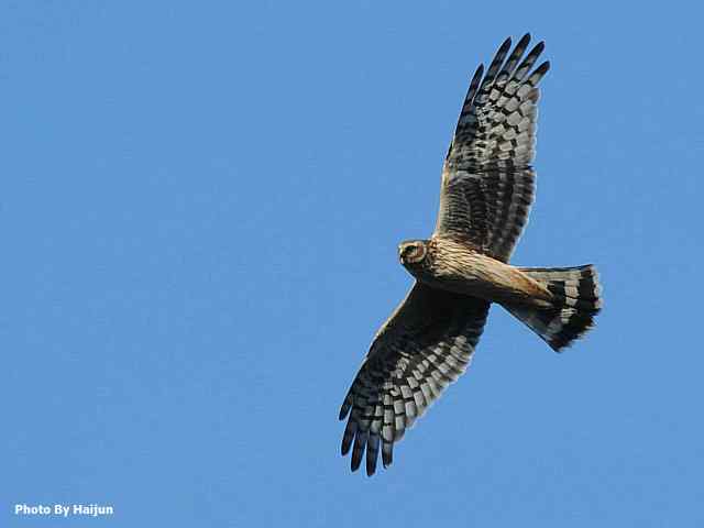 厚道的白尾鹞可以有