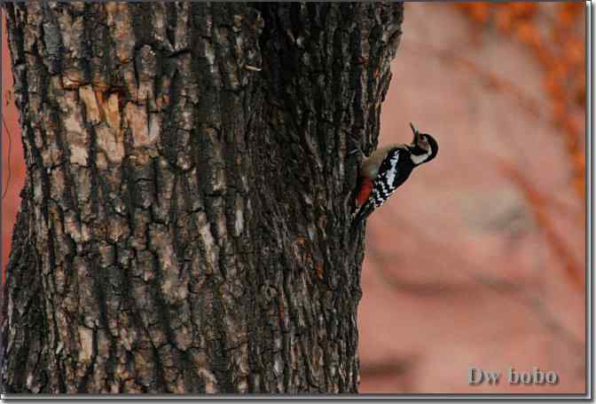 点击图片或使用键盘← →翻页