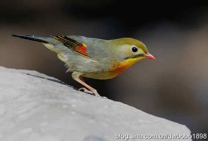 相思趣拍-贺三八国际妇女节