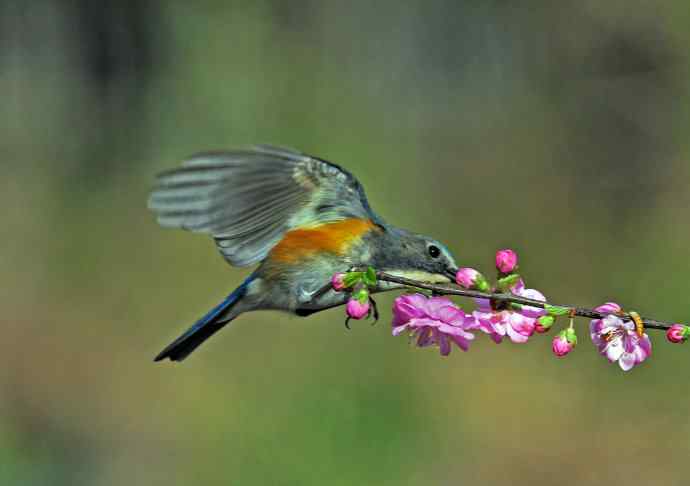 雄性红胁蓝尾鸲(7) 雄性红胁蓝尾鸲(7)