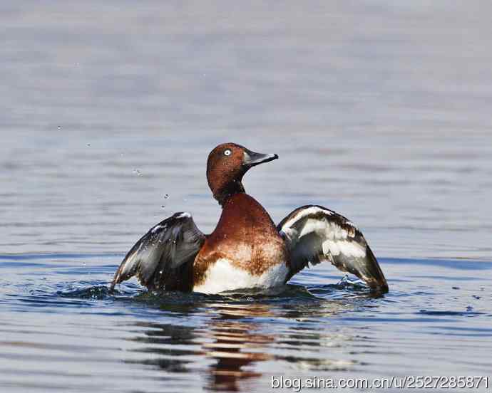 北京野鸟摄影——再拍白眼潜鸭