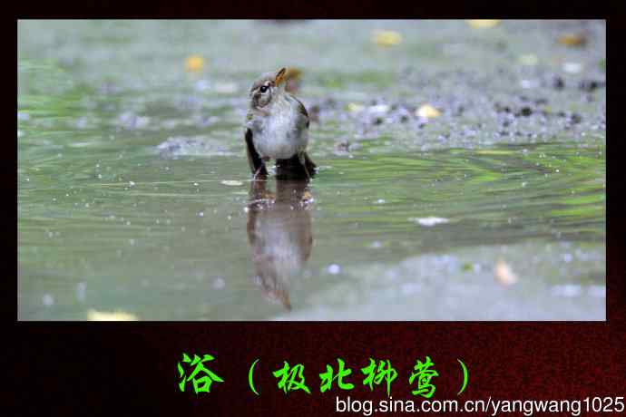 北京天坛公园的鸟类——浴（极北柳莺）