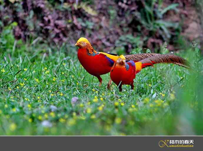 洋县拍鸟：红腹锦鸡