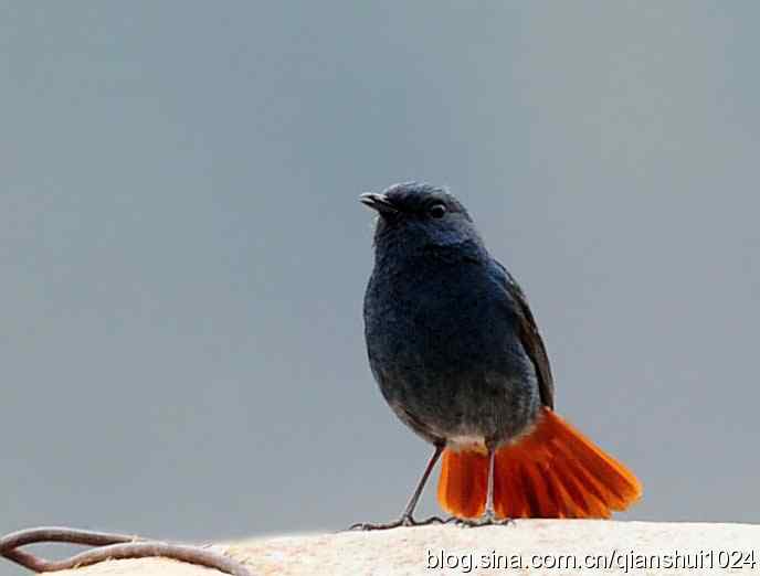 它可真能叫.十渡的红尾水鸲GG 它可真能叫.十渡的红尾水鸲GG