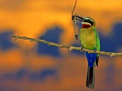 绝色攀禽:佛法僧目之蜂虎4 绝色攀禽:佛法僧目之蜂虎4