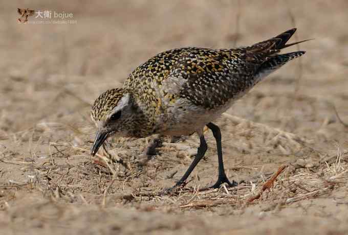 野鸭湖：金斑鸻