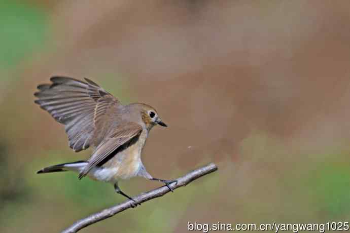 秋天的红喉姬鹟（7）