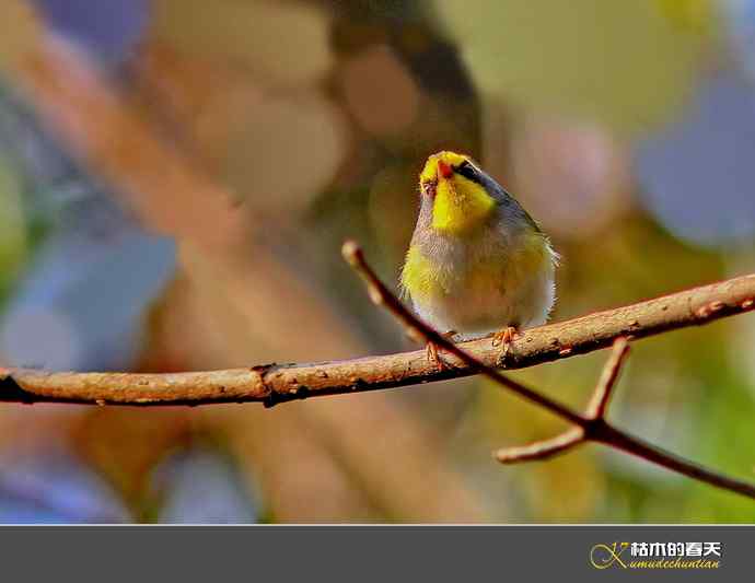 腾冲记录：黄眉林雀、栗头雀鹛、黑脸鹟莺