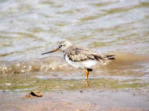 猎奇：奇特的鸟喙之五(重发之翘嘴鹬)