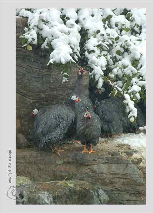 北京动物园水禽（2009-11-12）