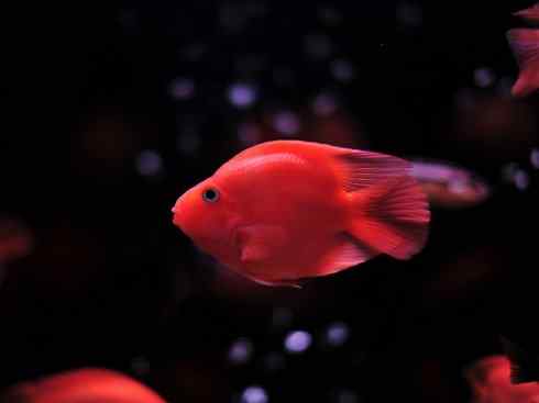 鱼类活化石:澳洲肺鱼 鱼类活化石:澳洲肺鱼